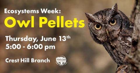 Ecosystems Week: Owl Pellets