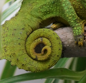 green chameleon tail