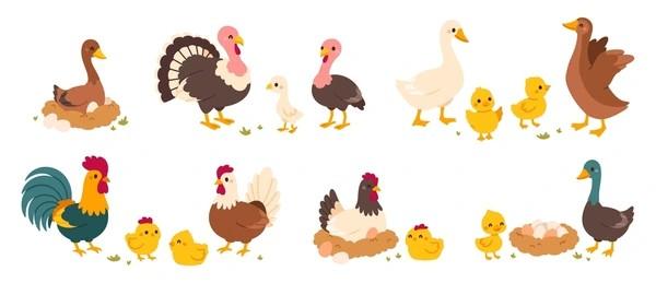 Picture of various poultry birds and their chicks, including chickens, ducks, turkeys, and geese.